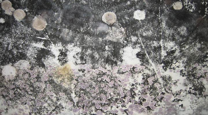 Mold from window condensation