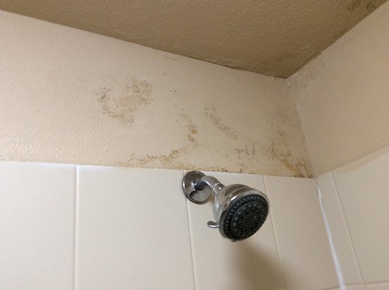Mold in a crawlspace or attic
