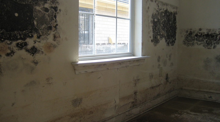 Mold growing on interior walls