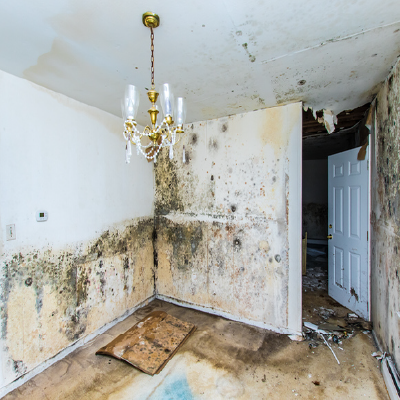 Mold Mitigation Services