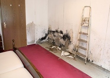 Mold spreading behind trim and baseboards