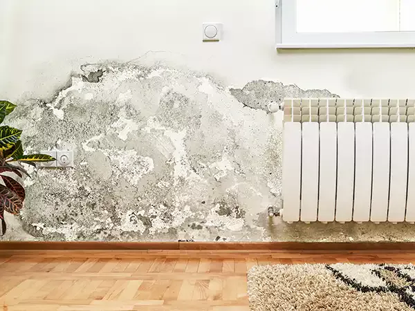 Mold growing inside home